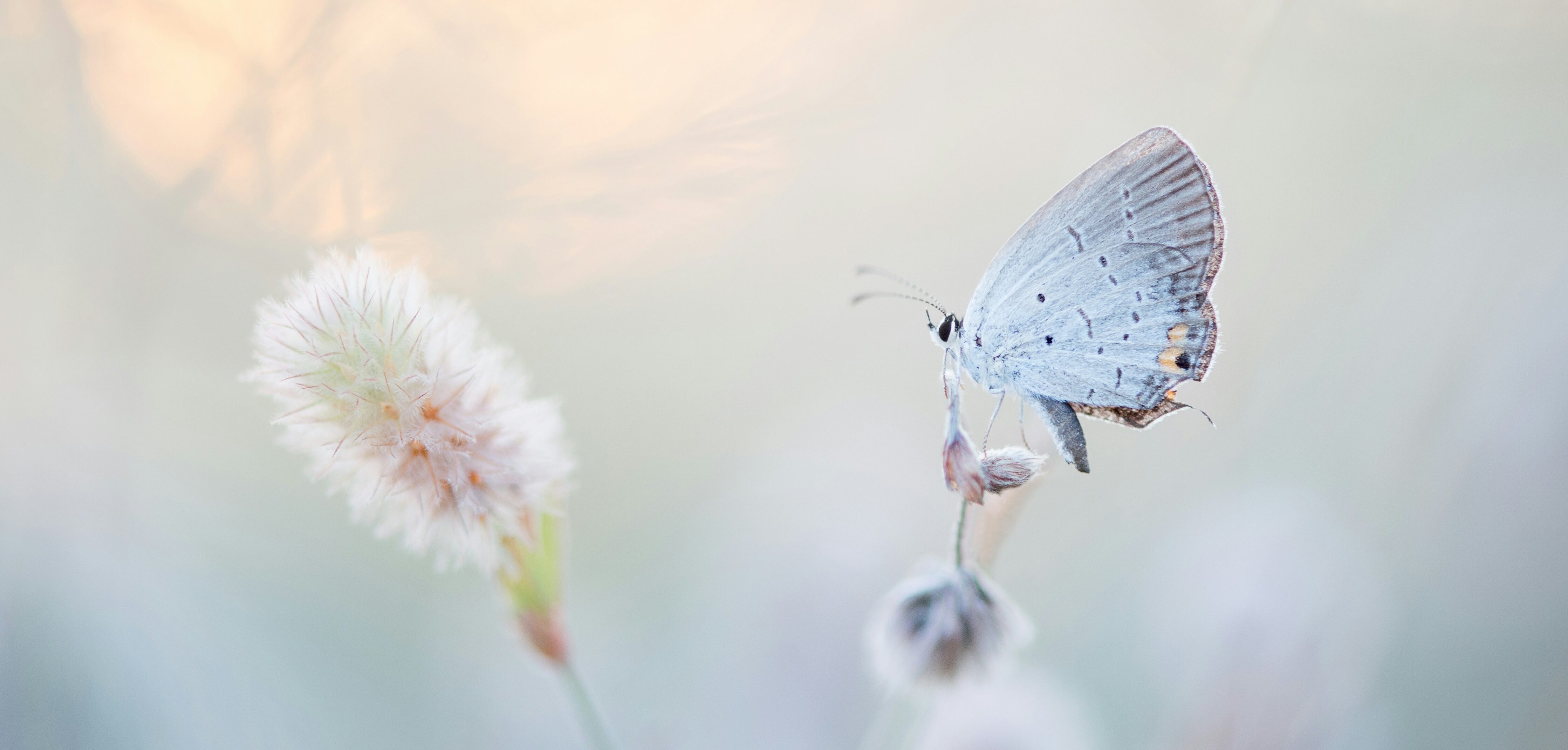 A white butterfly sits on a fluffy white plant, against a pale light background.