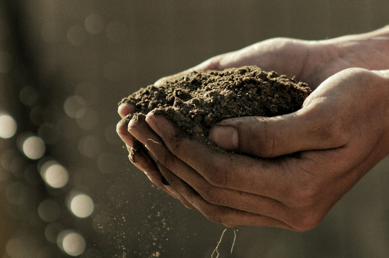 Two hands holding a pile of soil or compost.