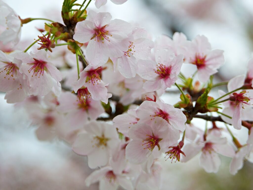 Pink blossom on a flowering tree.
