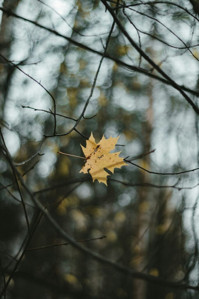 A yellow autumn leaf falls from a bare tree branch.