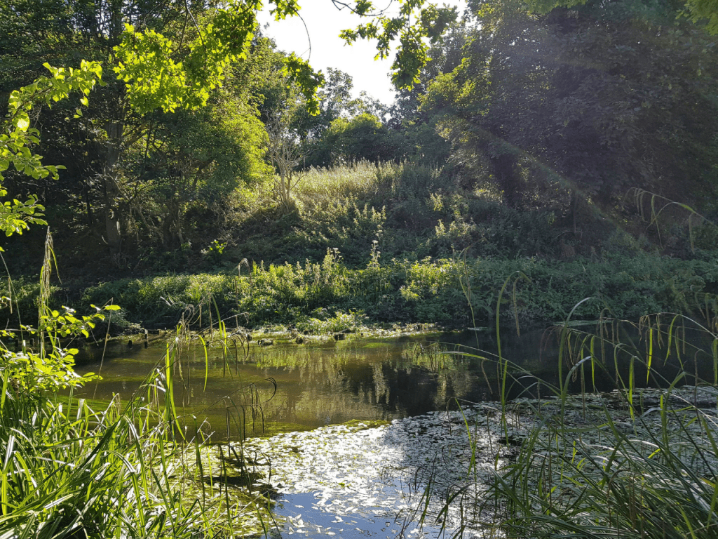 A slow-flowing river with green rushes on either side and trees overhanging.