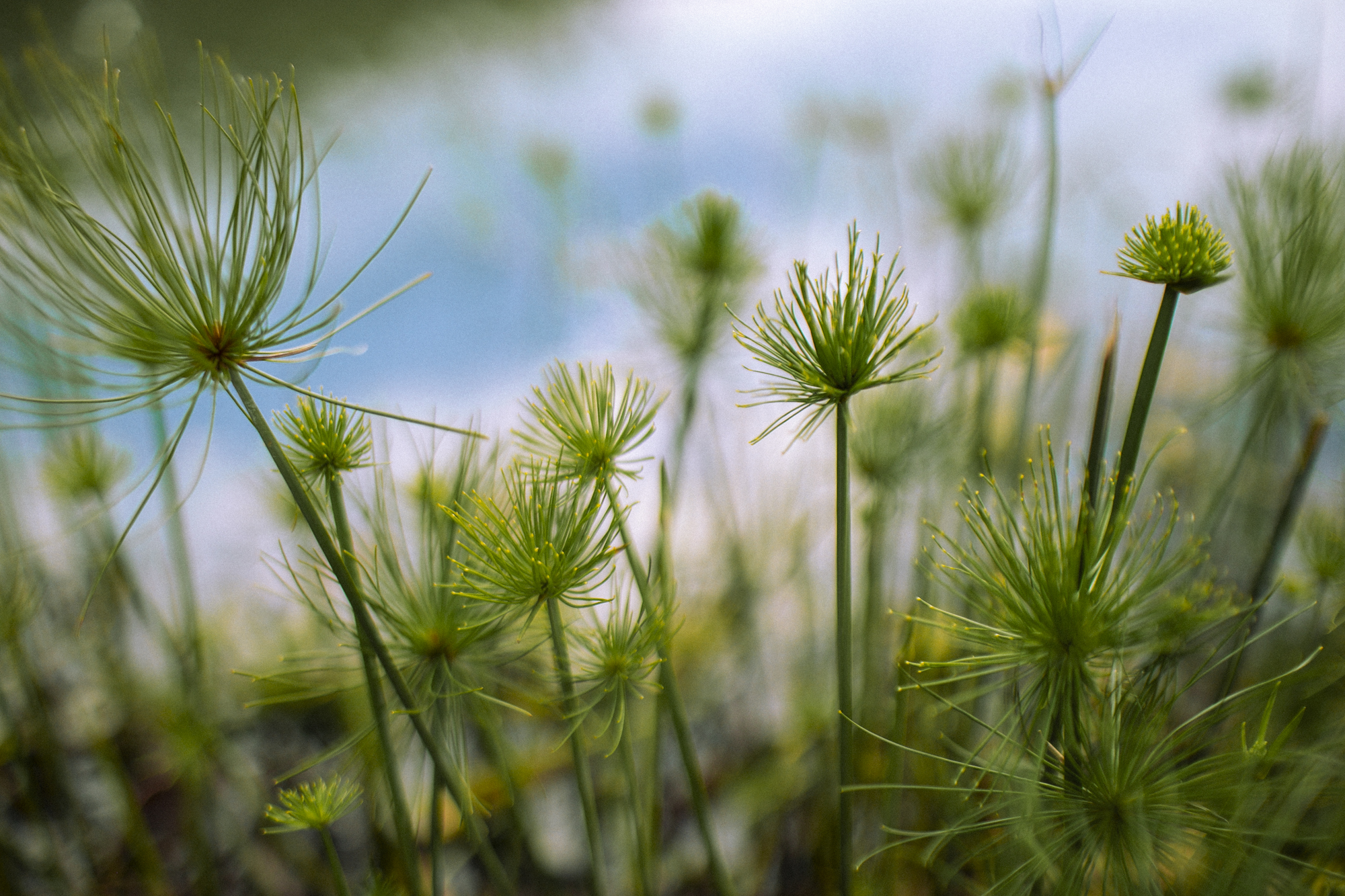Vivid green plants with long stems grow in front of a blurred lake in the background.