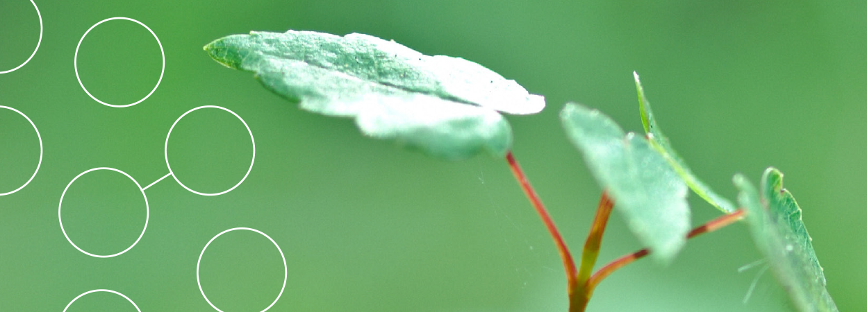A fresh green leaf sprouts in front of a blurred green background of foliage.