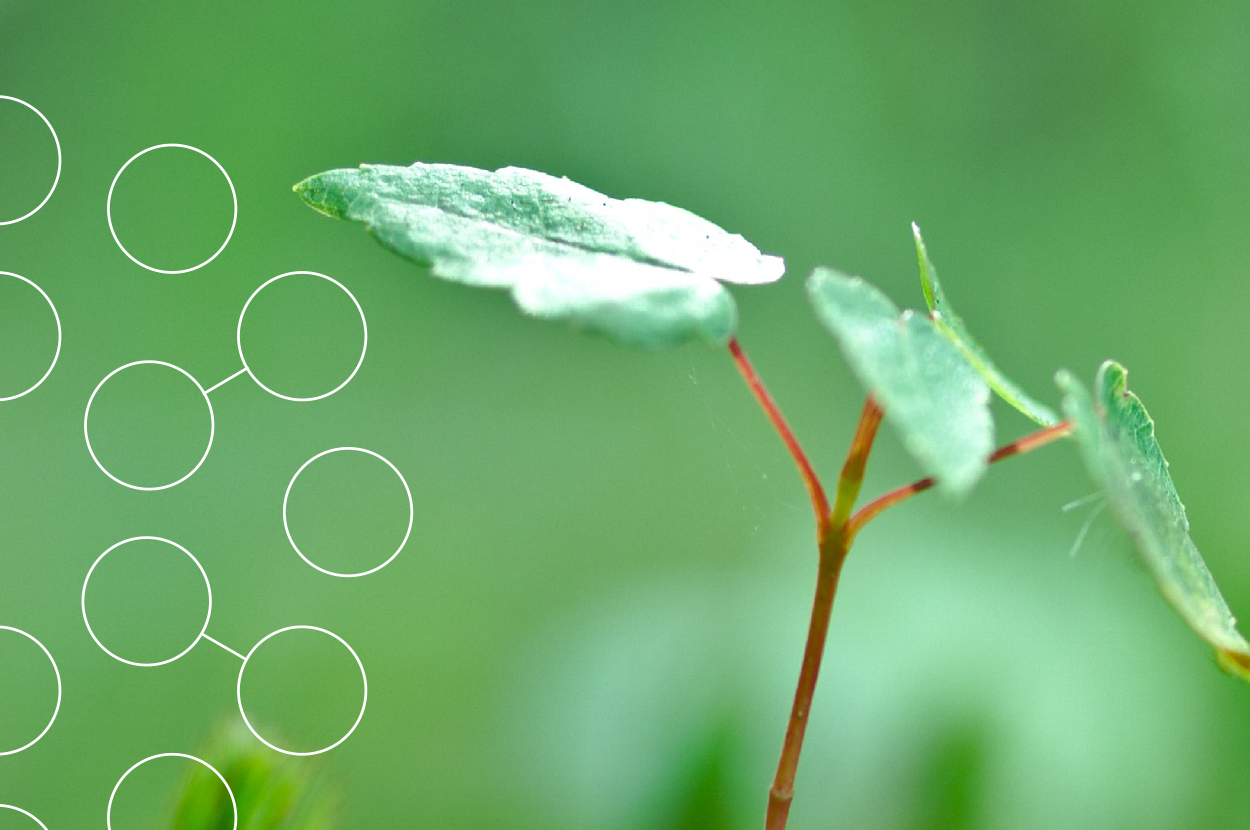 A fresh green leaf sprouts in front of a blurred green background of foliage.