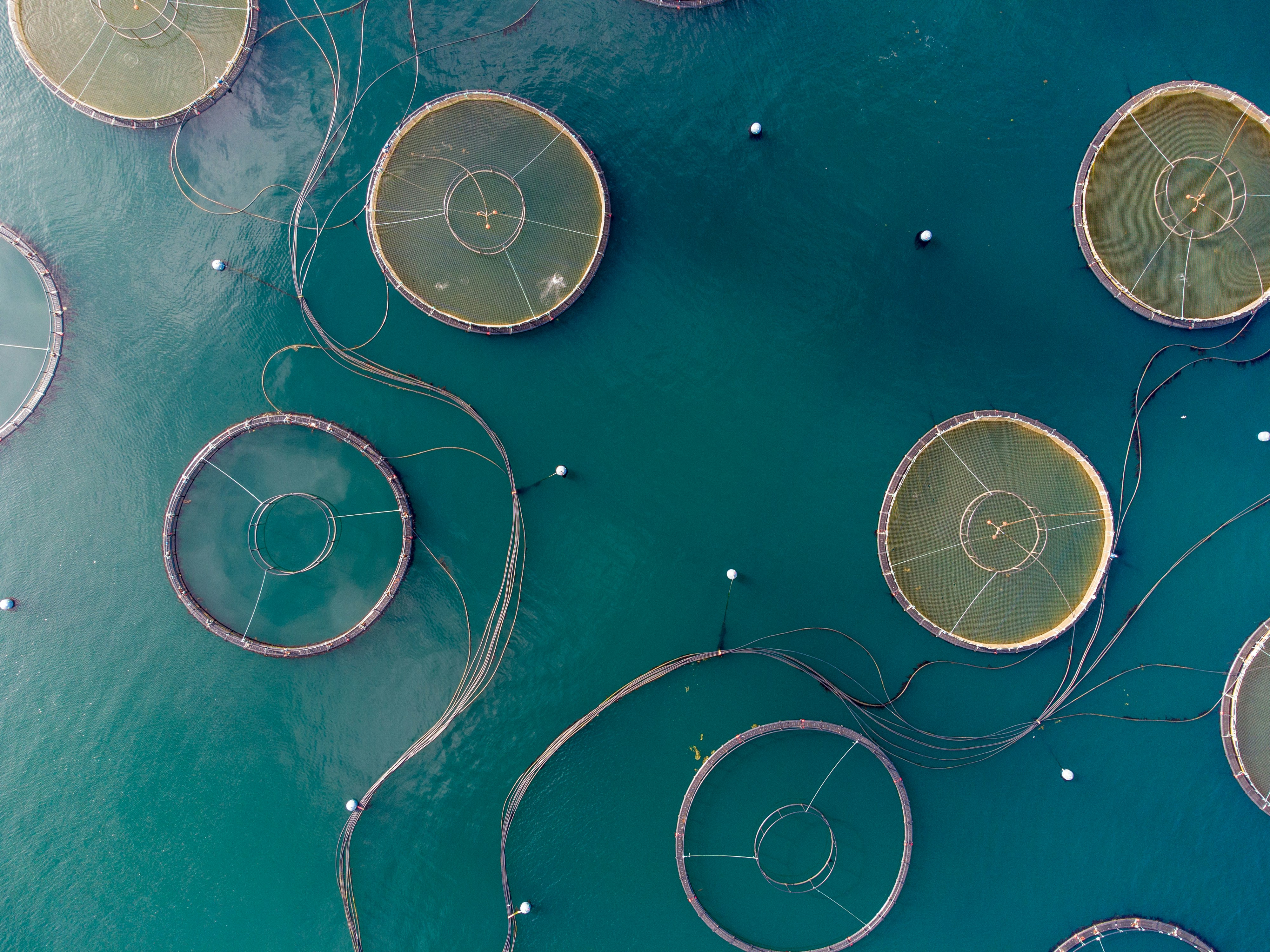 An aerial view of a fish farm in Scotland.